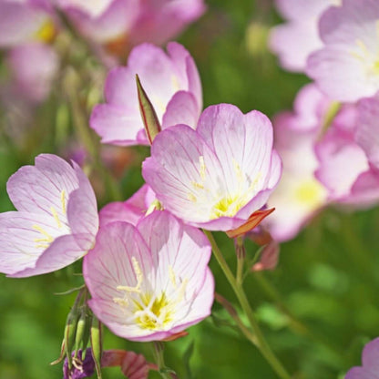 Evening Primrose Seeds - Flower Plant