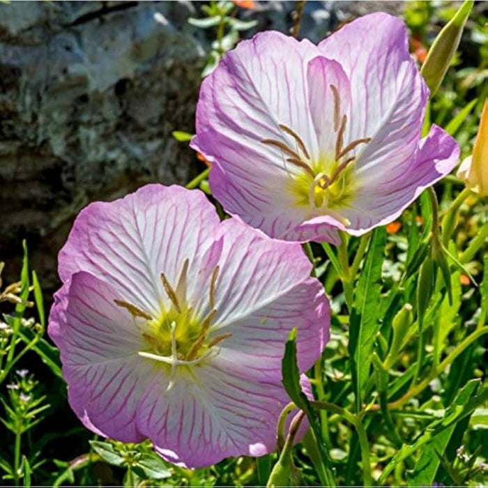 Evening Primrose Seeds - Flower Plant
