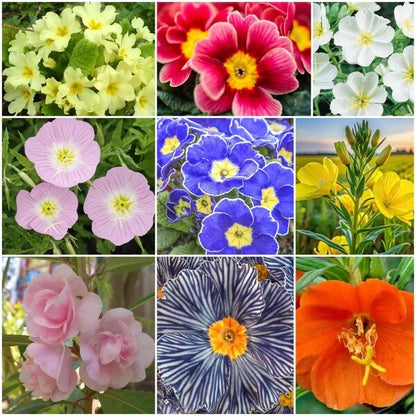 Evening Primrose Seeds - All In One For Home Gardens