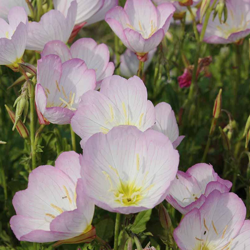 Evening Primrose Seeds - All In One For Home Gardens