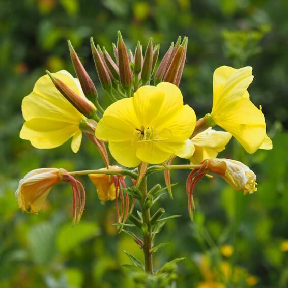 Evening Primrose Seeds - All In One For Home Gardens