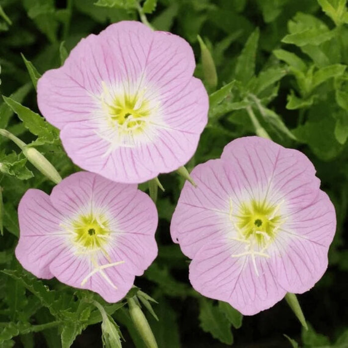 Evening Primrose Seeds - Flower Plant
