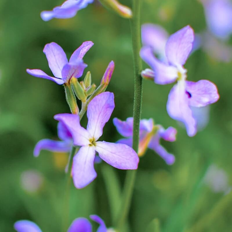 Evening Scented Stock Seeds - Flower Plant