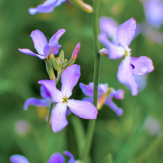 Evening Scented Stock Seeds - Flower Plant