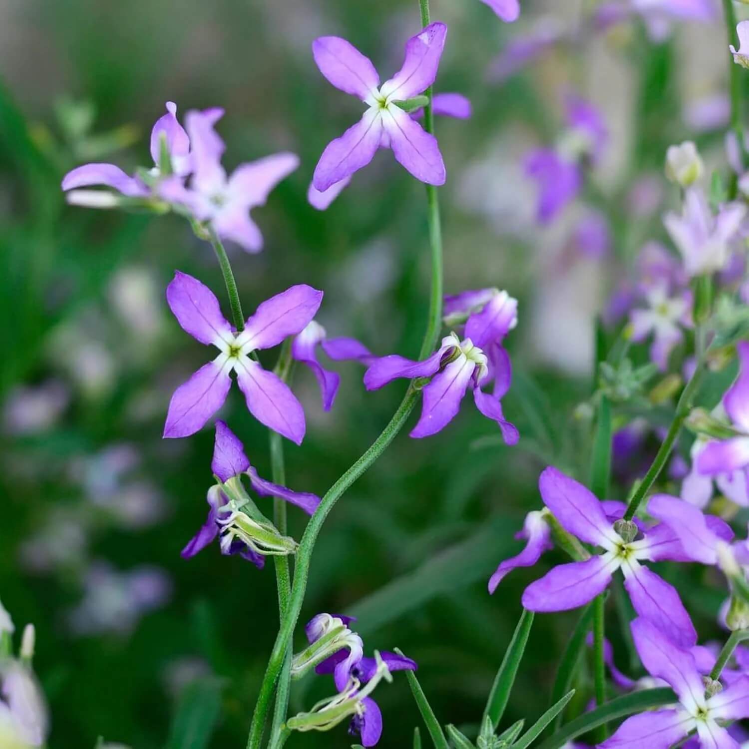 Evening Scented Stock Seeds - Flower Plant