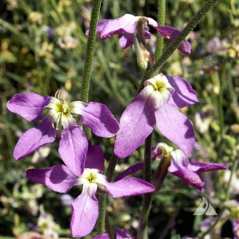 Evening Scented Stock Seeds - Flower Plant