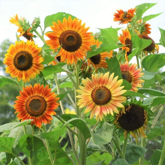 Evening Sun Sunflower Seeds - Flower Plant
