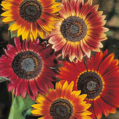 Evening Sun Sunflower Seeds - Flower Plant