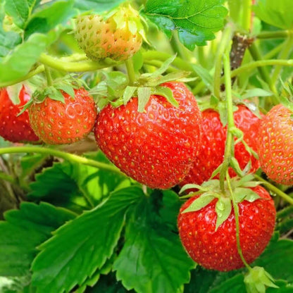 Everbearing Strawberry Seeds - Fruit Plant