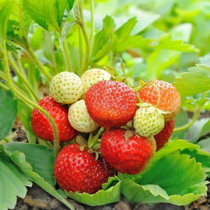 Everbearing Strawberry Seeds - Fruit Plant