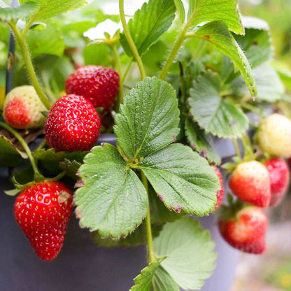 Everbearing Strawberry Seeds - Fruit Plant