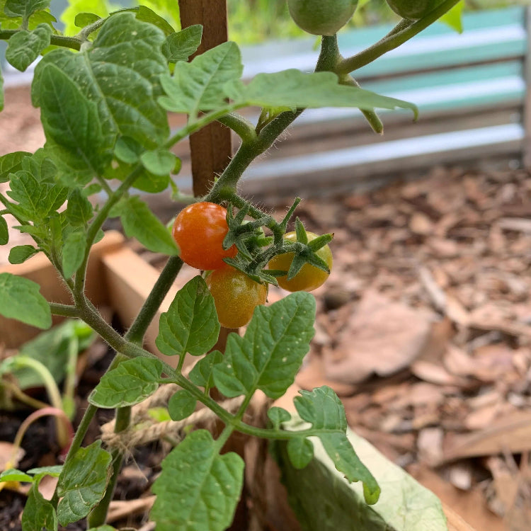 Everglades Tomato Seeds