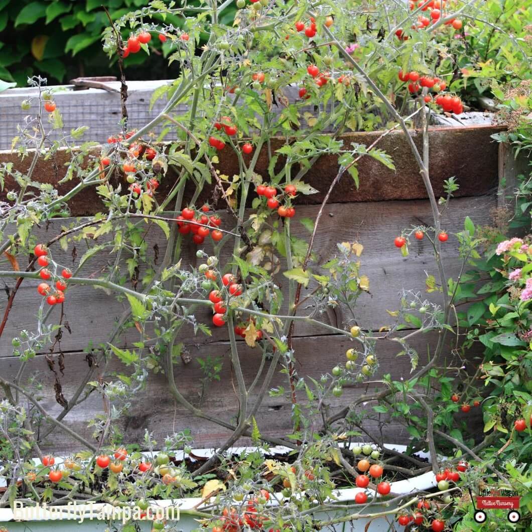 Everglades Tomato Seeds