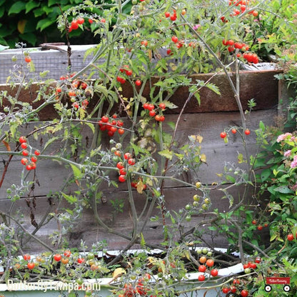 Everglades Tomato Seeds