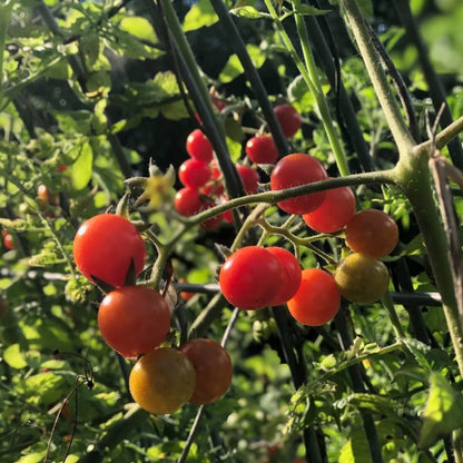 Everglades Tomato Seeds