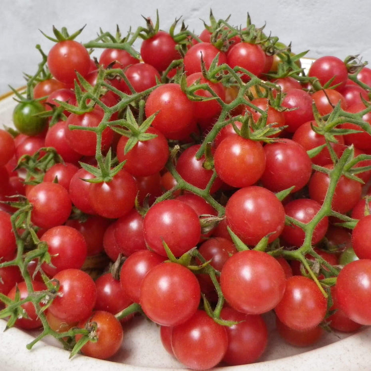 Everglades Tomato Seeds