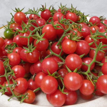 Everglades Tomato Seeds