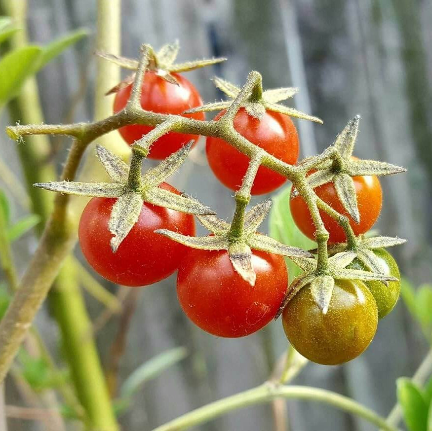 Everglades Tomato Seeds