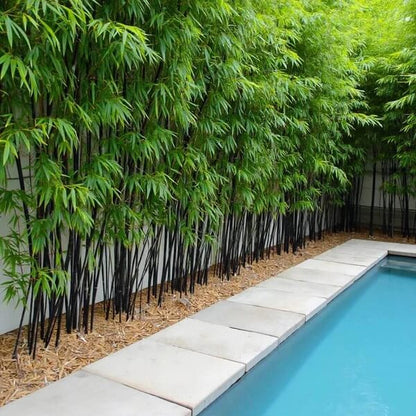 Evergreen Bamboo Seeds - Flower Plant