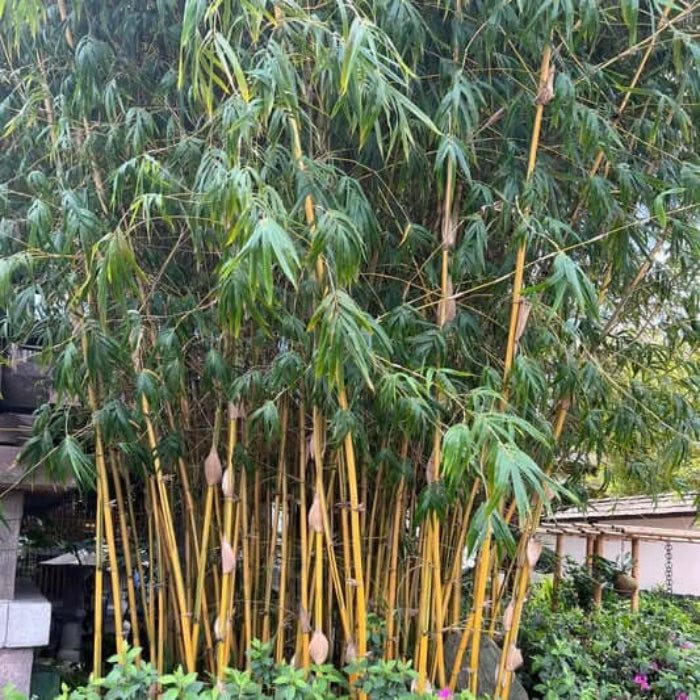 Evergreen Bamboo Seeds - Flower Plant