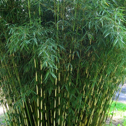 Evergreen Bamboo Seeds - Flower Plant