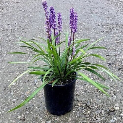 Evergreen Border Grass Seeds
