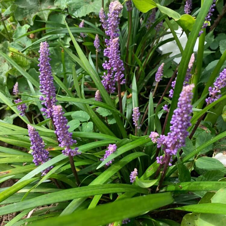 Evergreen Border Grass Seeds