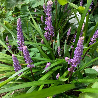 Evergreen Border Grass Seeds