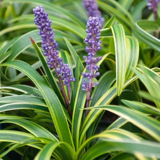 Evergreen Border Grass Seeds