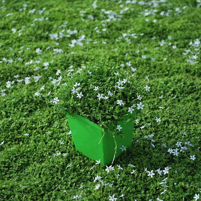 Evergreen Ground Cover Seeds