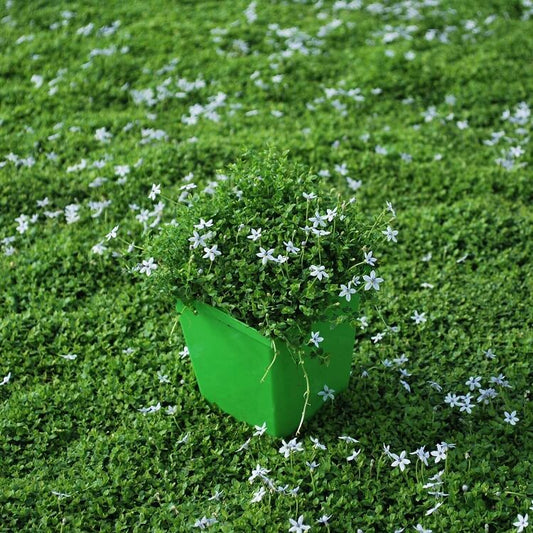 Evergreen Ground Cover Seeds