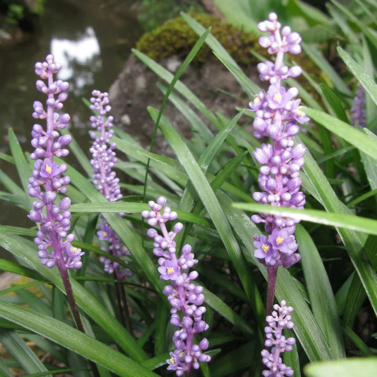 Evergreen Liriope Seeds