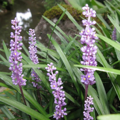 Evergreen Liriope Seeds