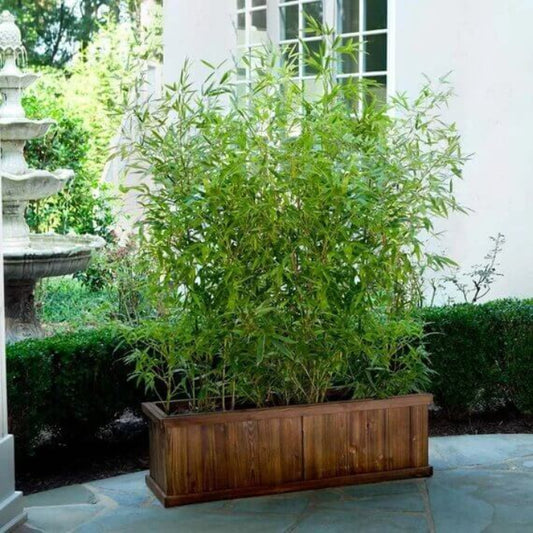 Evergreen Privacy Bamboo seeds - Flower Plant
