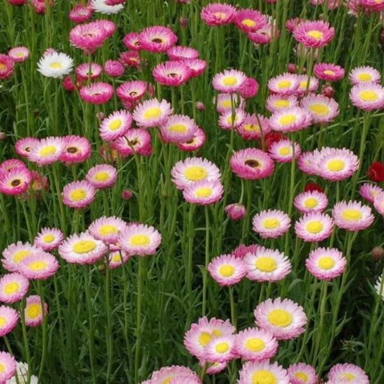 Everlasting Daisy Seeds - Heirloom Flower Plant for Home Gardens