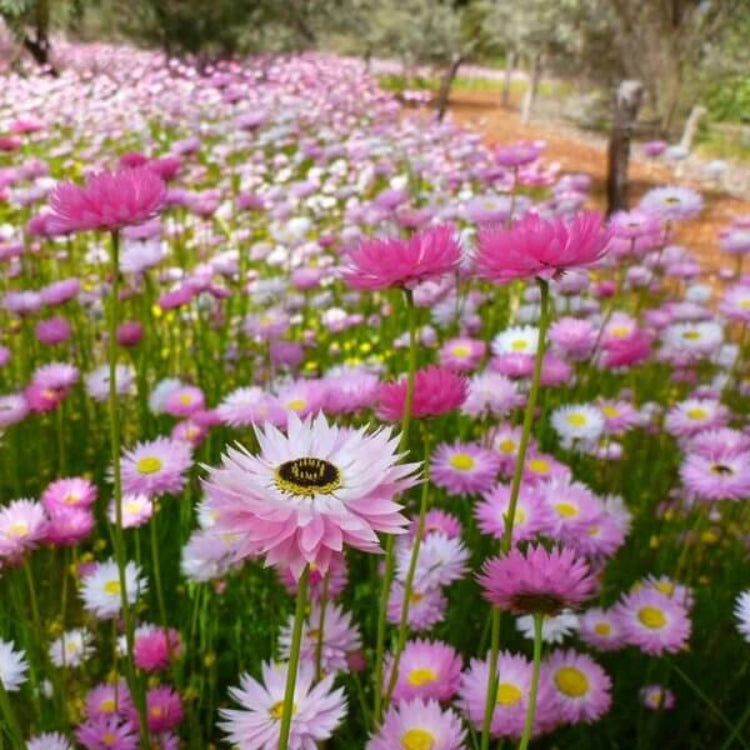 Everlasting Daisy Seeds - Heirloom Flower Plant for Home Gardens