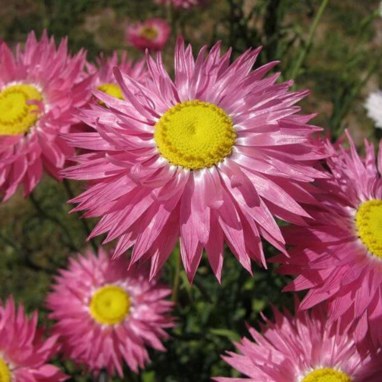 Everlasting Daisy Seeds - Heirloom Flower Plant for Home Gardens