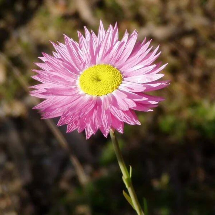 Everlasting Daisy Seeds - Heirloom Flower Plant for Home Gardens