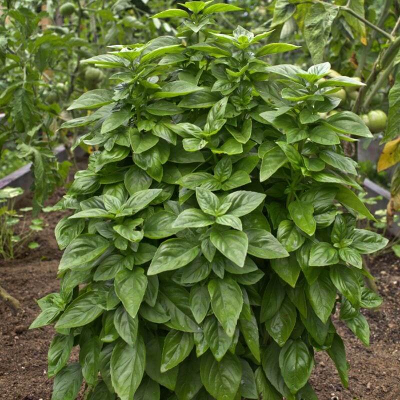 Everleaf Emerald Towers Basil Seeds -Herbal Plant