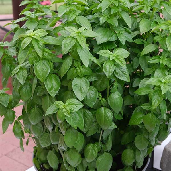 Everleaf Emerald Towers Basil Seeds -Herbal Plant