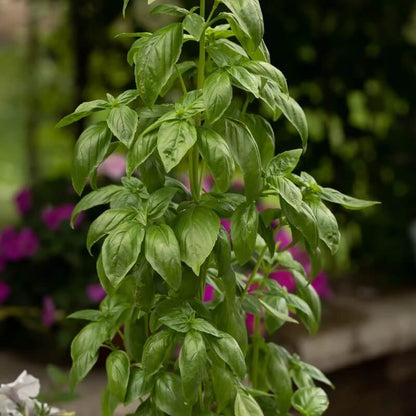 Everleaf Emerald Towers Basil Seeds -Herbal Plant
