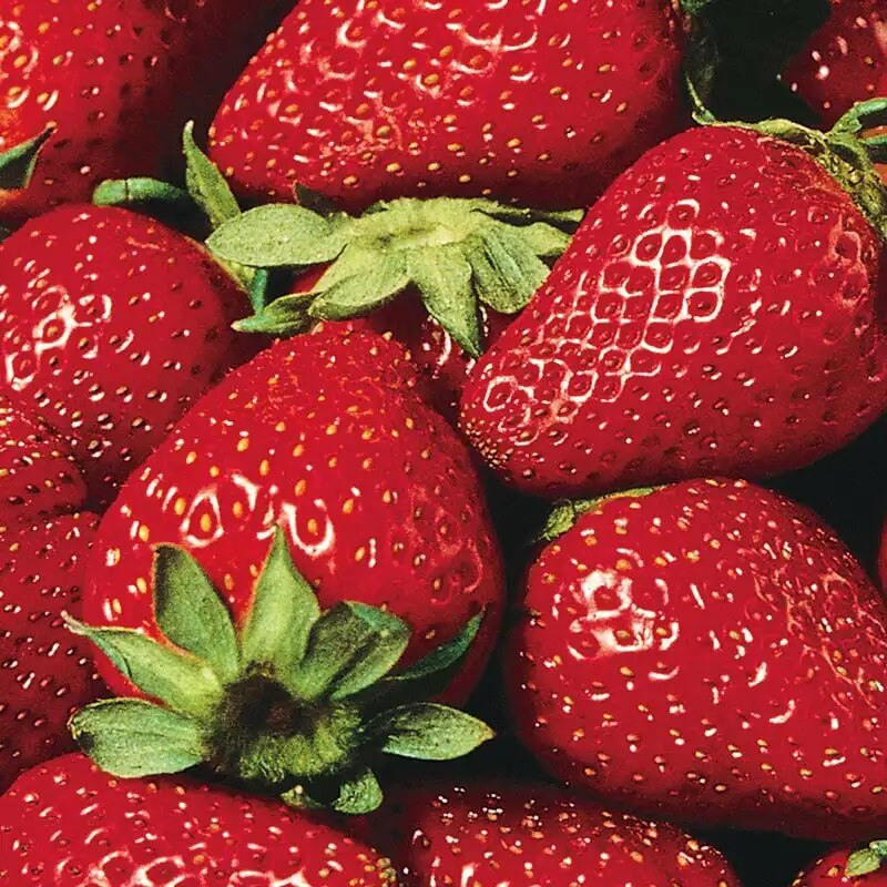 Eversweet Everbearing Strawberry Seeds