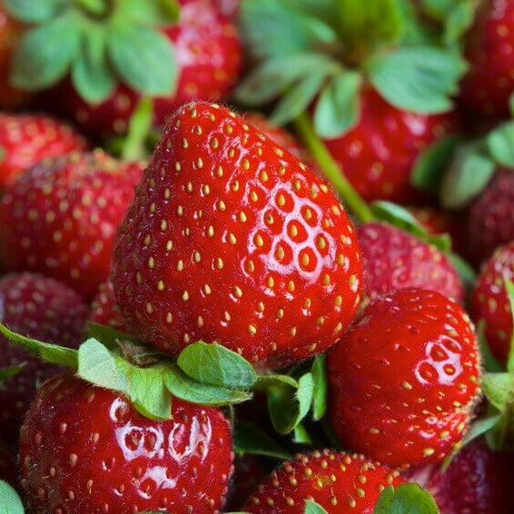 Eversweet Everbearing Strawberry Seeds