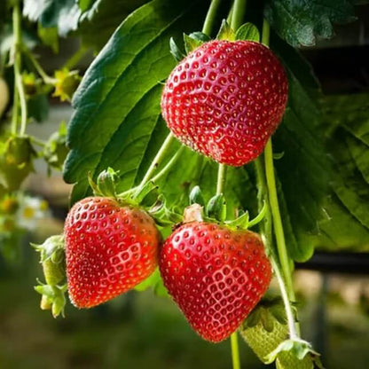 Eversweet Everbearing Strawberry Seeds