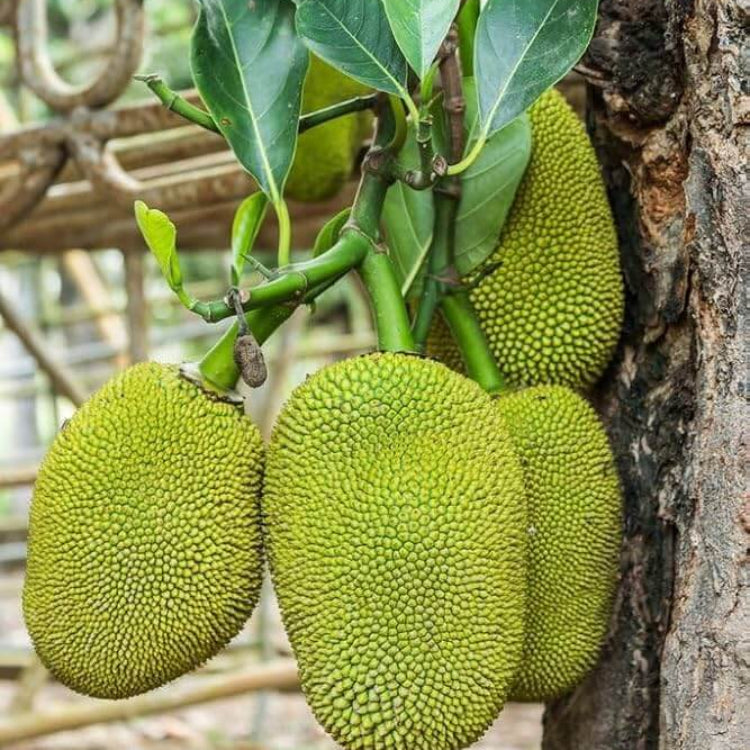 Eviarc Jackfruit Seeds