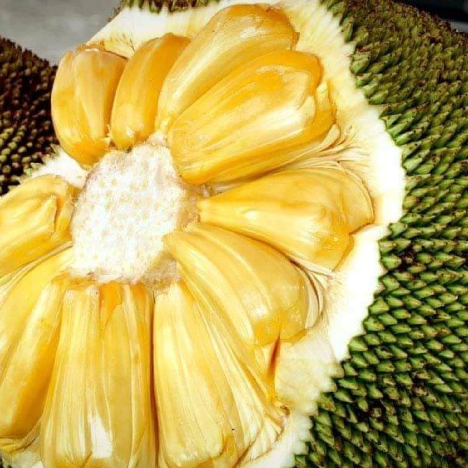 Eviarc Jackfruit Seeds