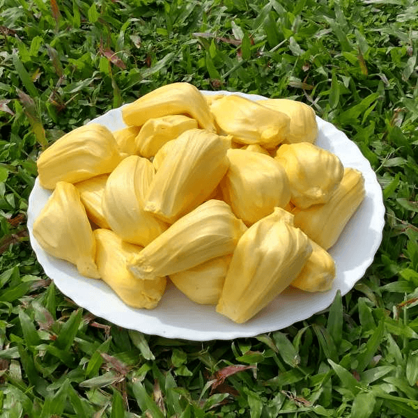 Eviarc Jackfruit Seeds