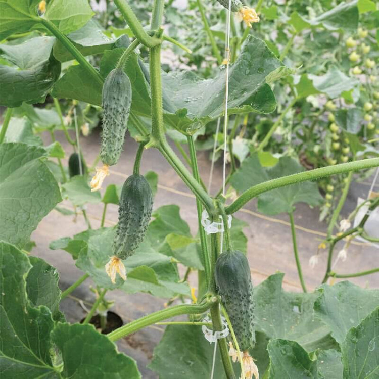 Excelsior Cucumber Seeds - Heirloom Vegetable Plant for Home Gardens