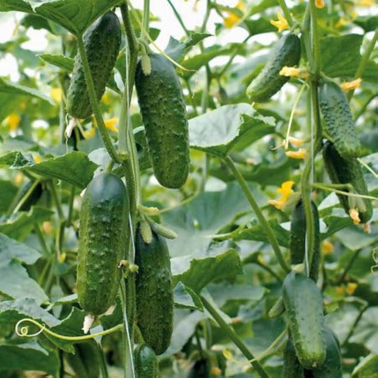 Excelsior Cucumber Seeds - Heirloom Vegetable Plant for Home Gardens