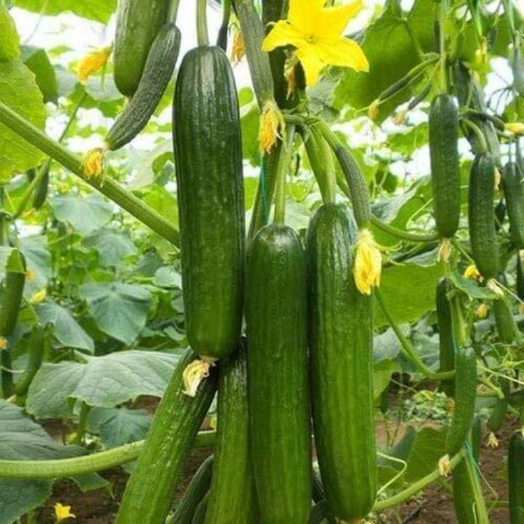 Excelsior Cucumber Seeds - Heirloom Vegetable Plant for Home Gardens